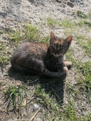 Pisoiasi jucausi, doi cotoi si o pisica tigrata așteaptă sa isi găsească stapan iubitor de animale! - imagine 5