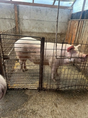 Porci pentru craciun 15lei kg