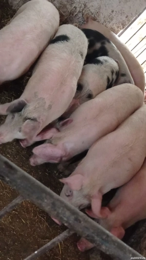 vând Șoldani rasa de carne între 45-55-60 kg 7 mascul castra o feleleți 