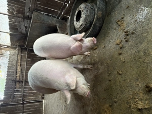 Porci de vânzare! - imagine 4