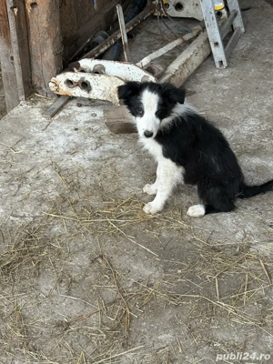 Border collie 
