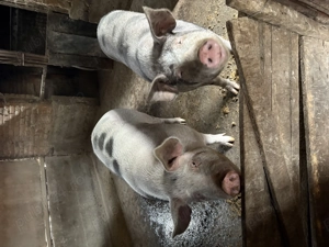 Porci de vânzare! - imagine 2