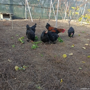 Fam de găini Marans5+1