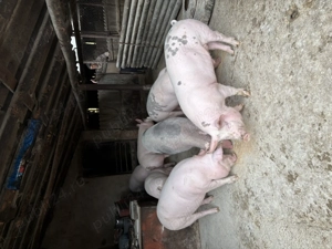 Porci de vânzare! - imagine 3
