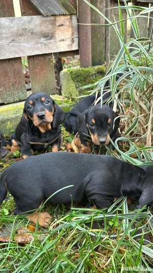 vand catei rasa teckel