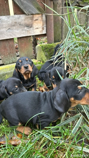 vand catei rasa teckel - imagine 3