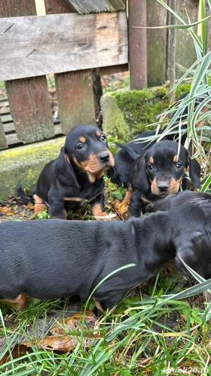 vand catei rasa teckel - imagine 4