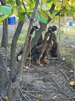 Vand schimb ratoi alergatori indieni