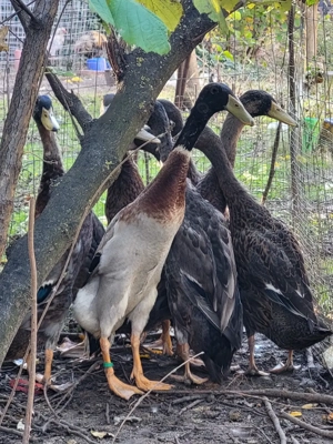 Vand schimb ratoi alergatori indieni - imagine 2