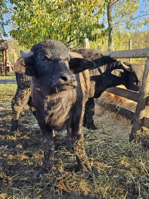 Bivoli disponibili - imagine 3