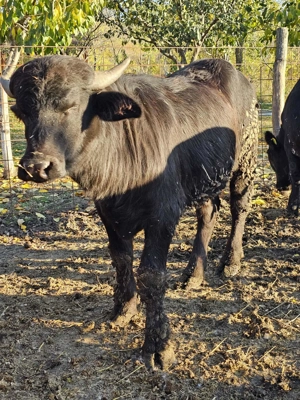 Bivoli disponibili - imagine 5