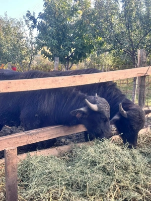 Bivoli disponibili - imagine 4