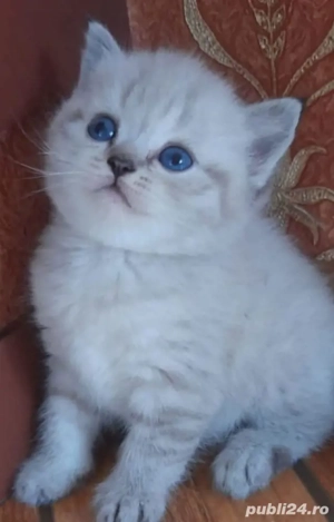 Radgoll super frumoși 