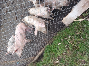 vand 8 purcei de 10 săptămâni   întărcatii cu 280 bucata  