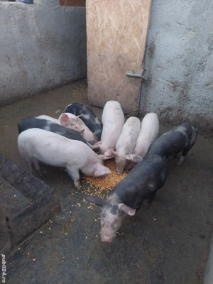 Purceii vârstă 8 săptămâni  - imagine 4