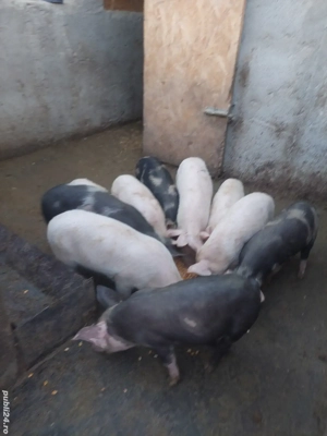 Purceii vârstă 8 săptămâni  - imagine 3