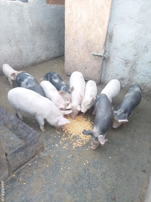 Purceii vârstă 8 săptămâni  - imagine 2