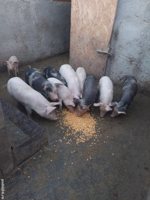 Purceii vârstă 8 săptămâni  - imagine 5