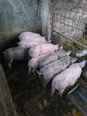 Purcei pietrain cu landrace