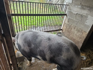 vand purcea  - imagine 3