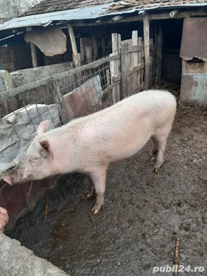 vand porci tuate marimile  - imagine 3