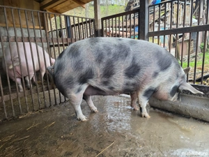 porc de vanzare