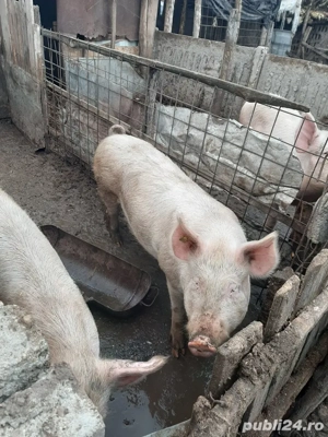 vand porci tuate marimile  - imagine 4