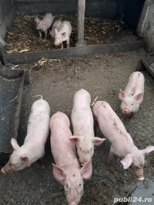 vand porci tuate marimile  - imagine 5