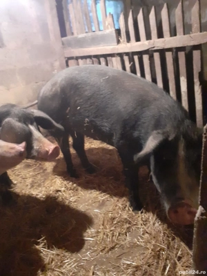 Porci de vanzare - imagine 3