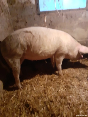 Porci de vanzare - imagine 2