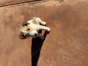 Fox terrier 2 luni și 13 zile .Antideparazitat. - imagine 5