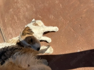 Fox terrier 2 luni și 13 zile .Antideparazitat. - imagine 4