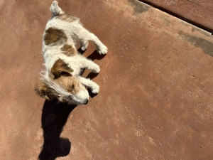 Fox terrier 2 luni și 13 zile .Antideparazitat. - imagine 3