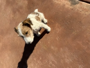 Fox terrier 2 luni și 13 zile .Antideparazitat. - imagine 2