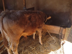 Vând animale pentru sacrificat sau crescut 