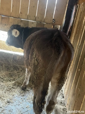 vand tauras  - imagine 4