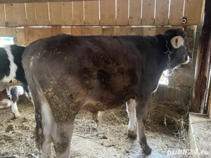 vand tauras  - imagine 3