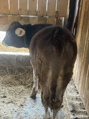 vand tauras  - imagine 5