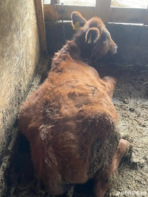 tauras angus  - imagine 4