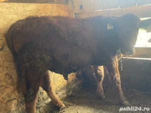 tauras angus  - imagine 2