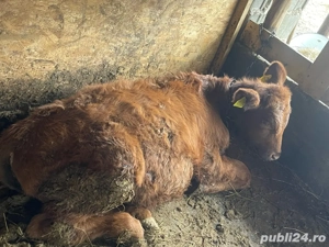 tauras angus  - imagine 3