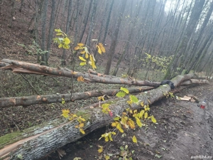 vând lemne de foc esență tare cer,fag,carpen,stejar cantitate garantata  transport gratuit  lemnele 