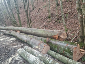 vând lemne de foc esență tare cer,fag,carpen,stejar cantitate garantata  transport gratuit  lemnele 