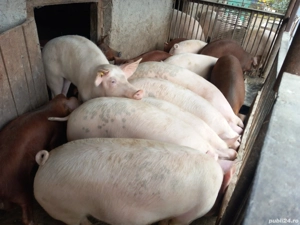 vand porci - imagine 2