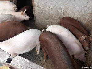 vand porci - imagine 4