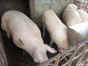 porci de vanzare - imagine 4