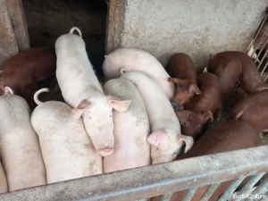 porci de vanzare