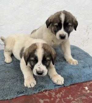 Căței  ciobănesc mioritic 