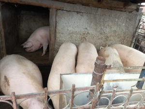 porci de vanzare - imagine 3