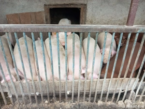 porci de vanzare - imagine 5